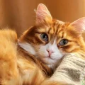 Emekli Kadınlar İçin Harika Arkadaş Olabilecek 7 Kedi Cinsi