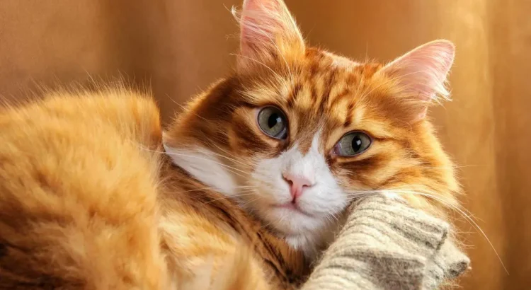 Emekli Kadınlar İçin Harika Arkadaş Olabilecek 7 Kedi Cinsi
