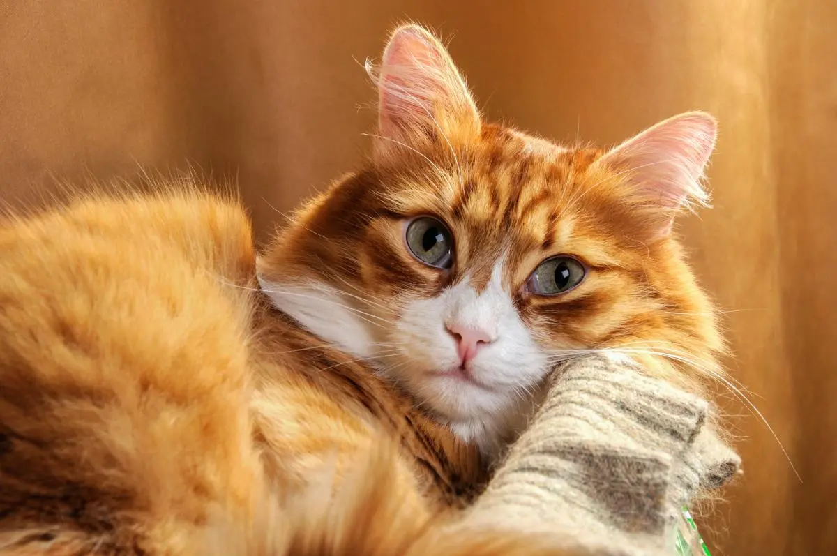 Emekli Kadınlar İçin Harika Arkadaş Olabilecek 7 Kedi Cinsi
